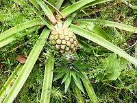 Ananas in de botanische tuin