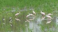 vogels