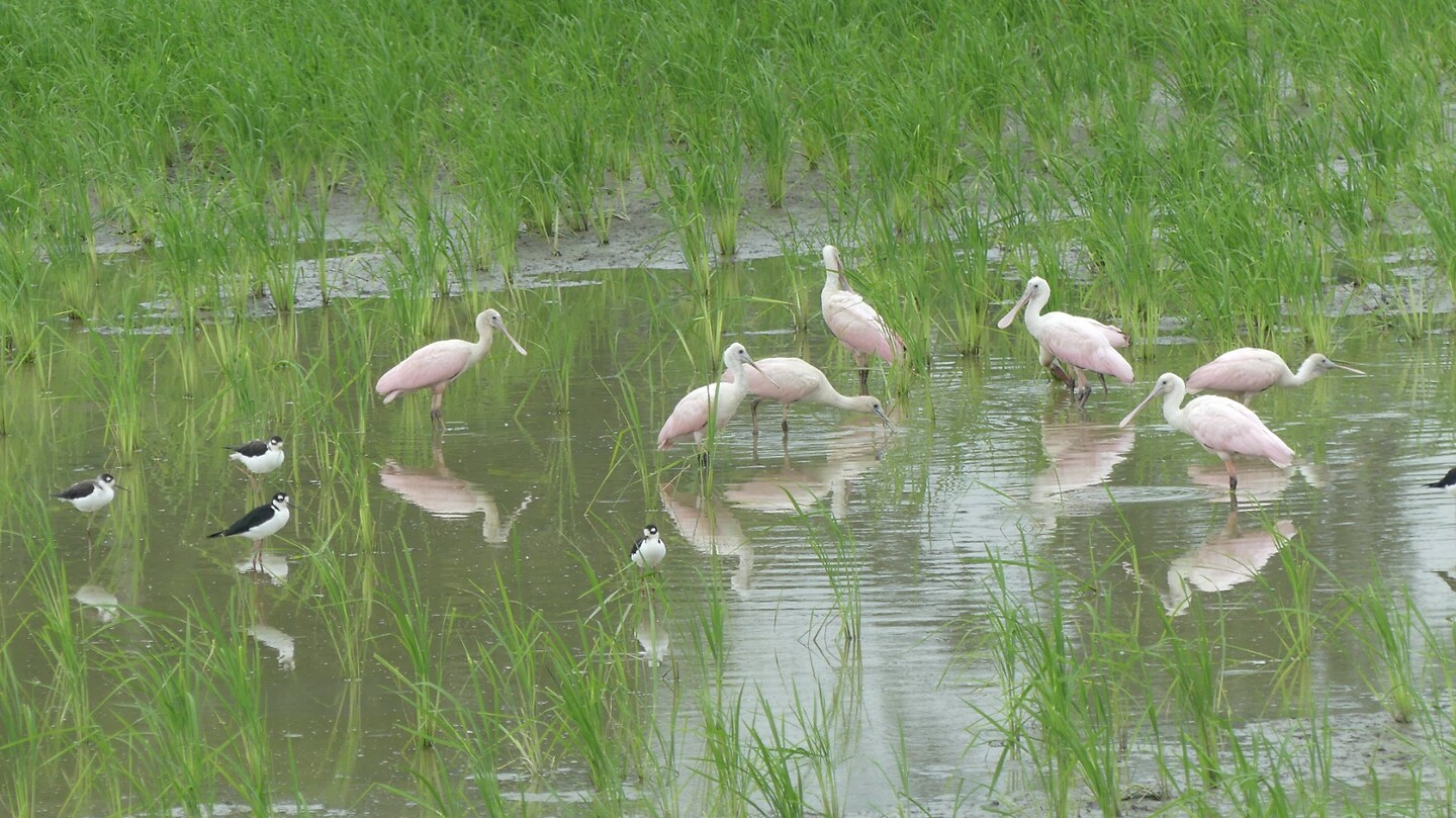 vogels
