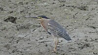 reiger