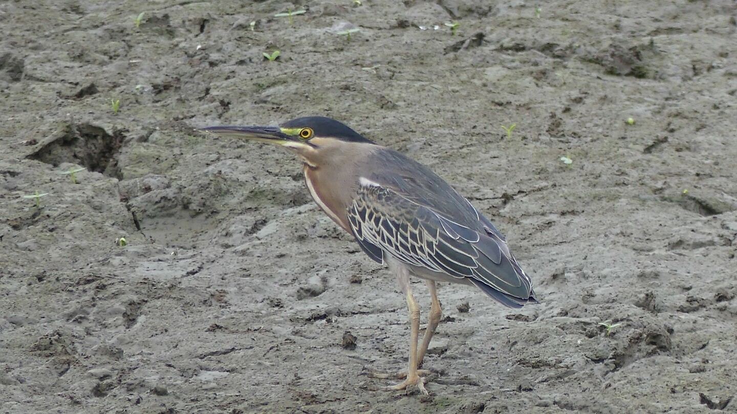 reiger
