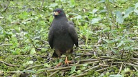 Roofvogel