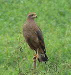 roofvogel