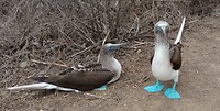 Blue footed booby
