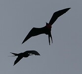 Fregatvogels