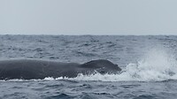 Grote walvis