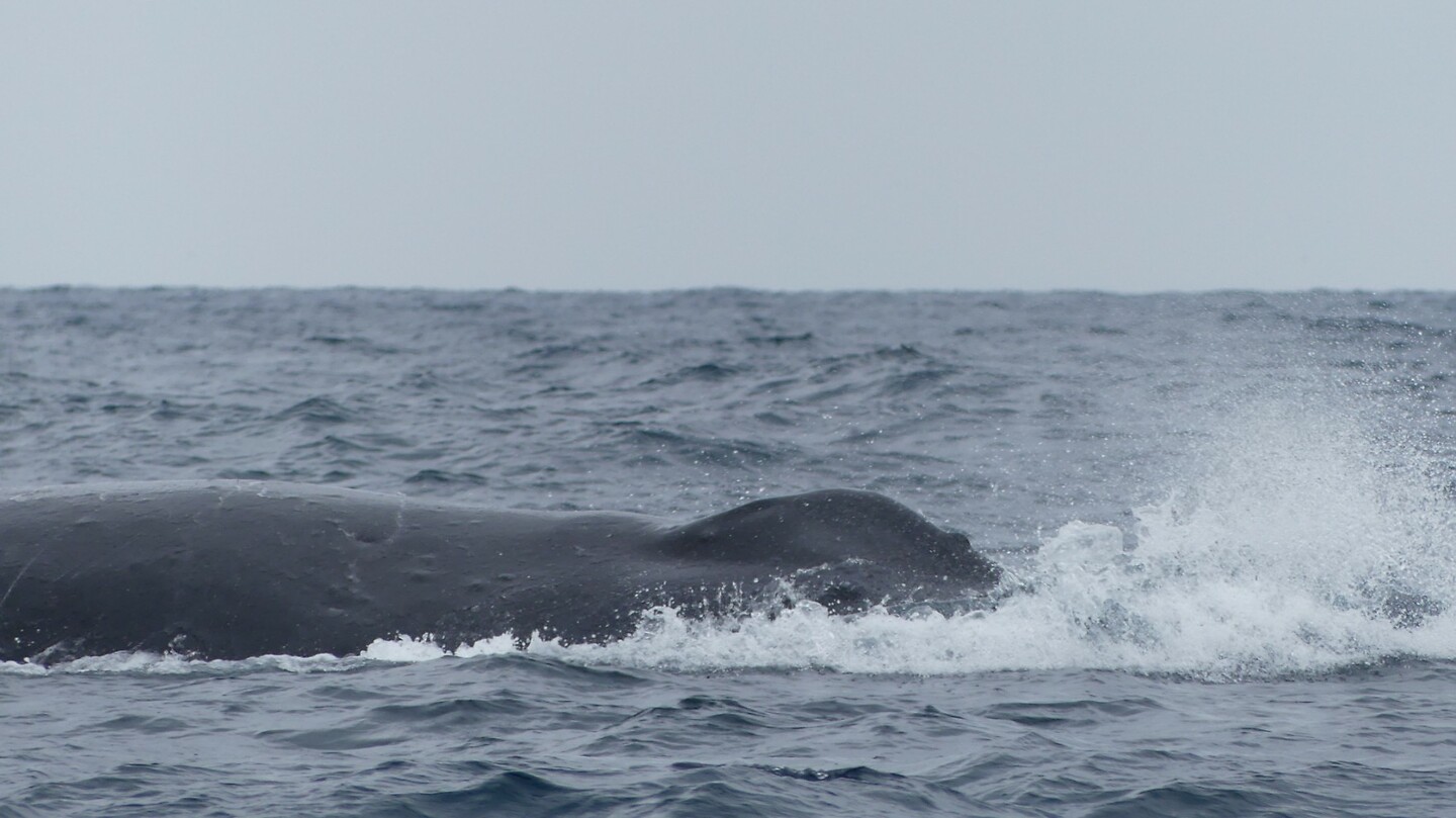 Grote walvis