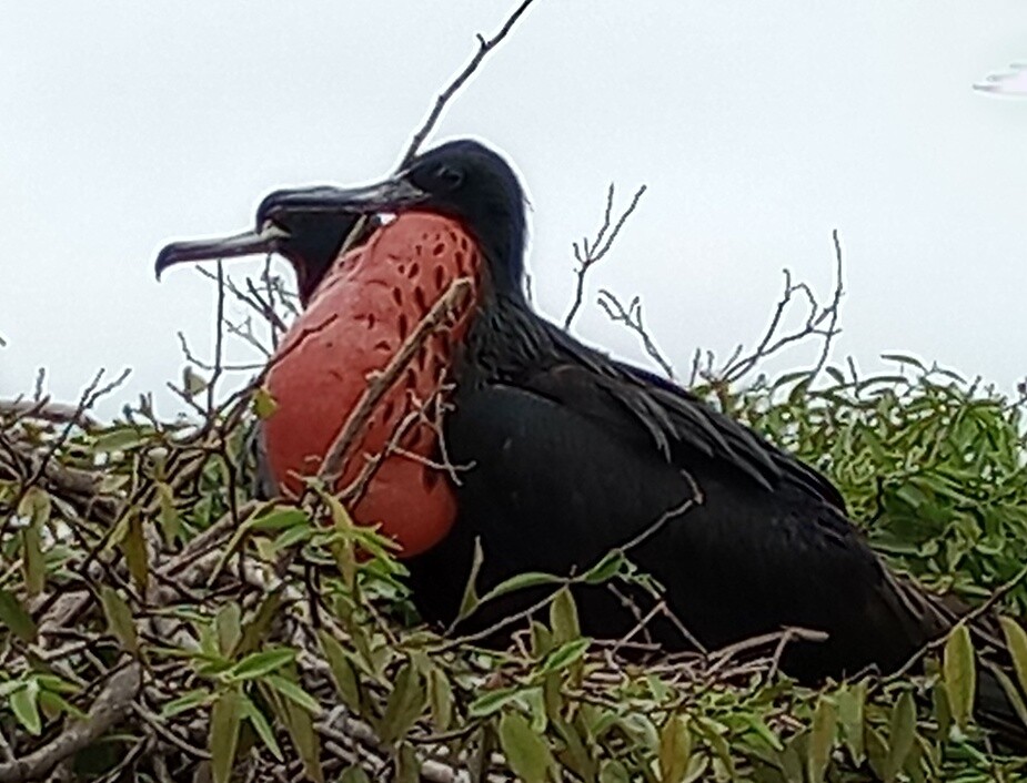 Fregatvogelpaar met rode krop (mannetje)