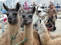Lama's
