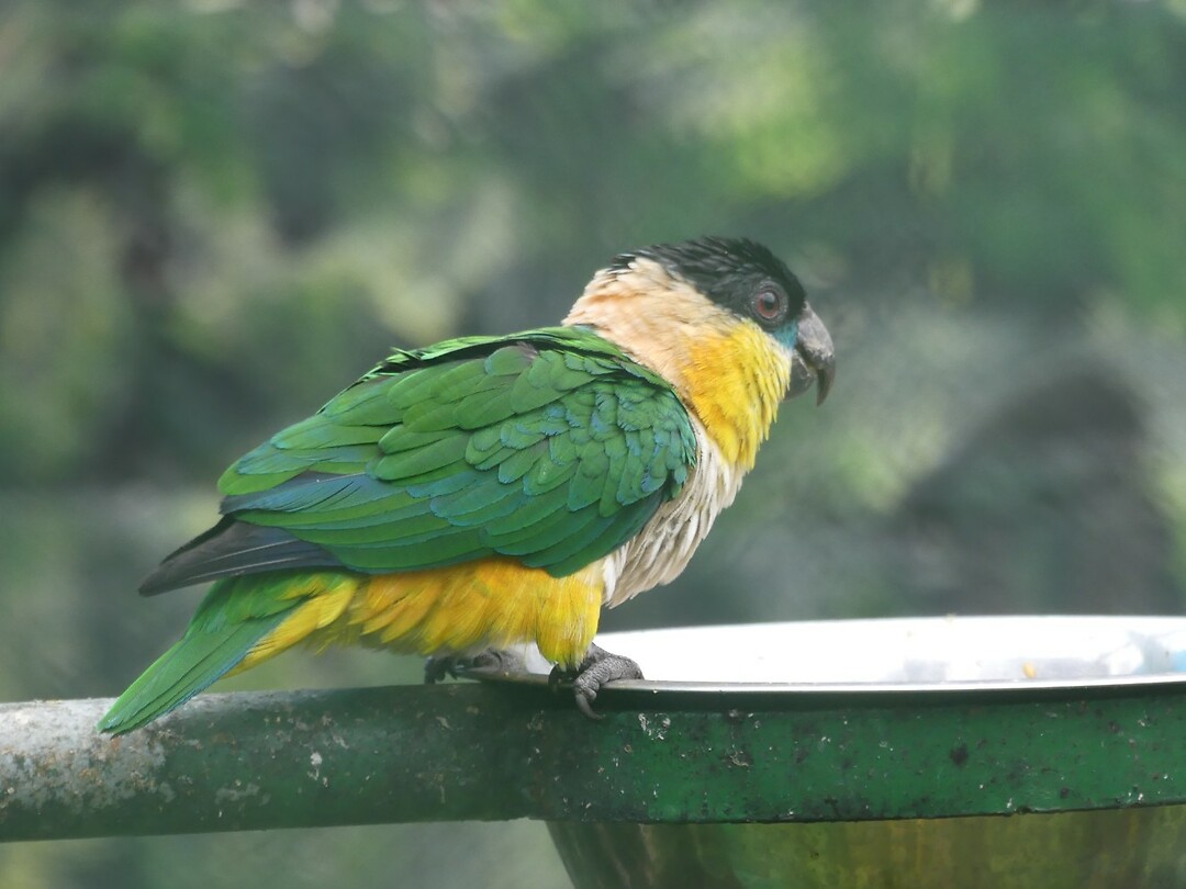 vogel