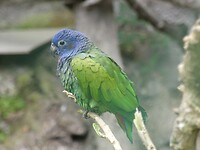 vogel