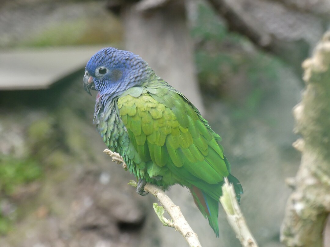vogel