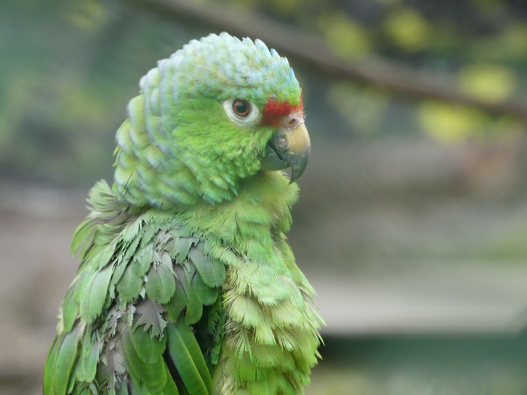 vogel