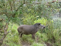 Tapir