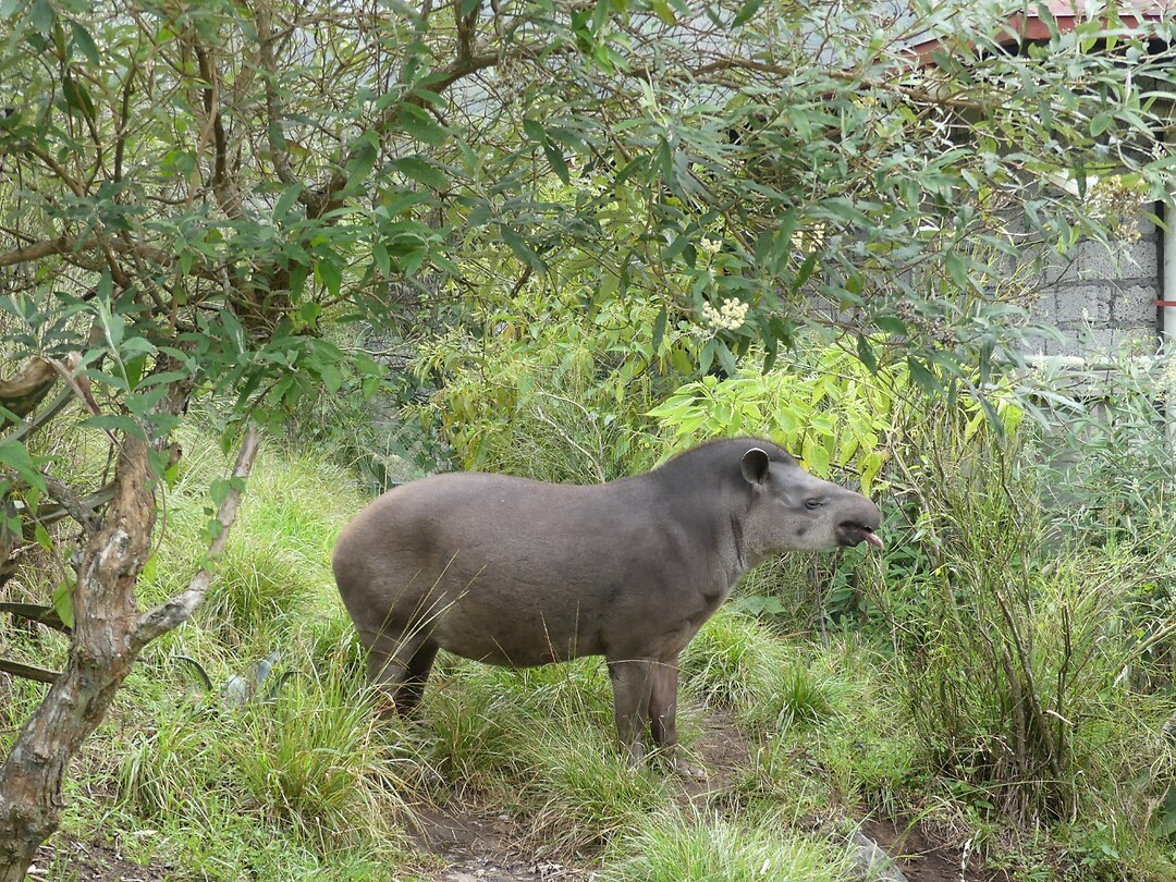 Tapir
