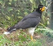 vogel