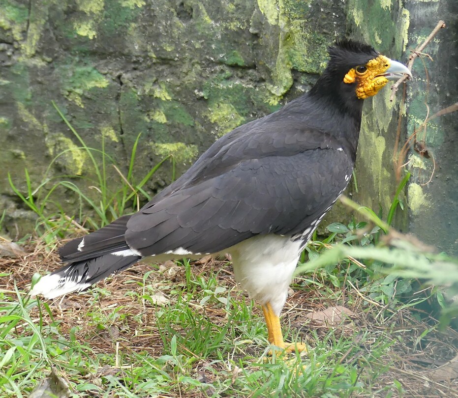 vogel