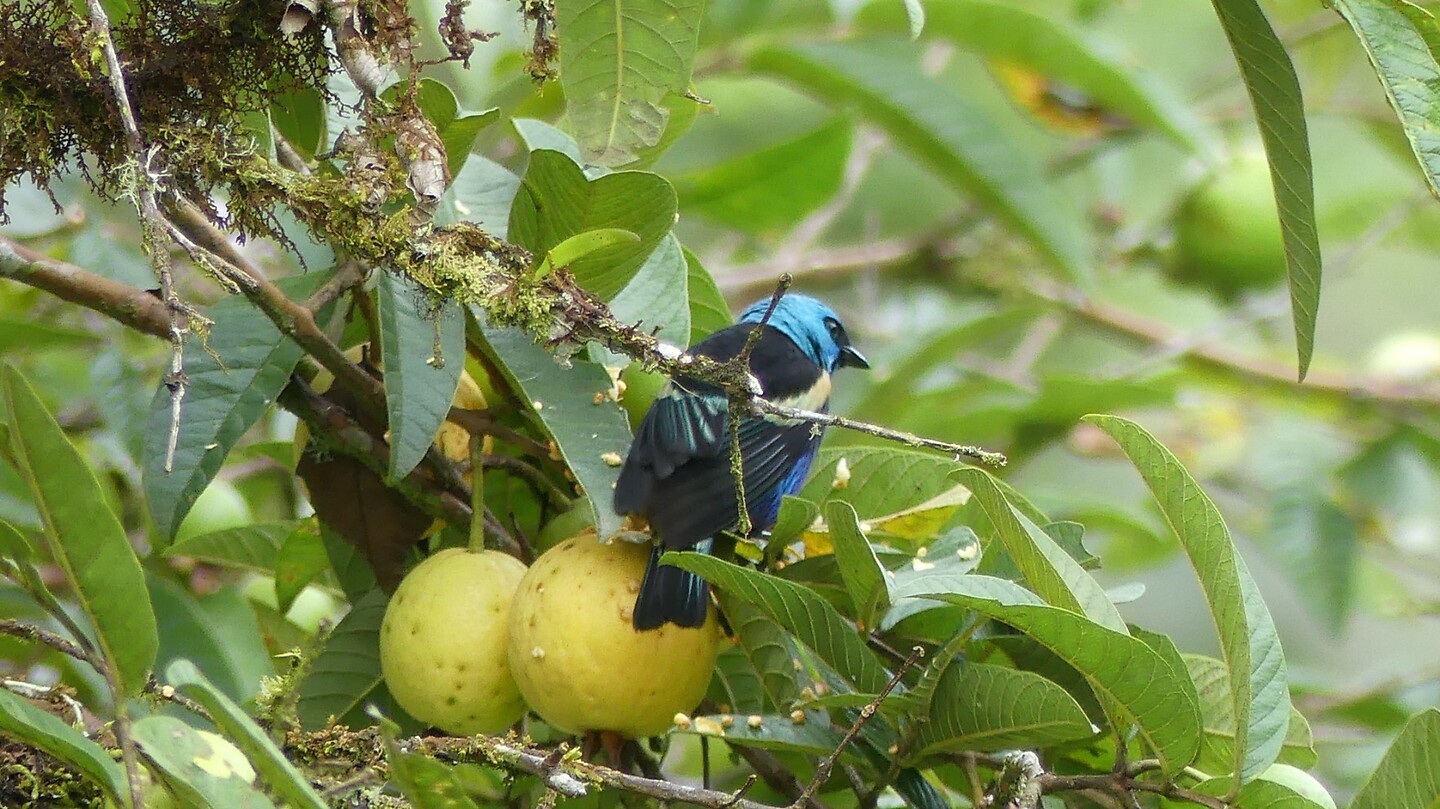 vogel