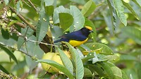 vogel