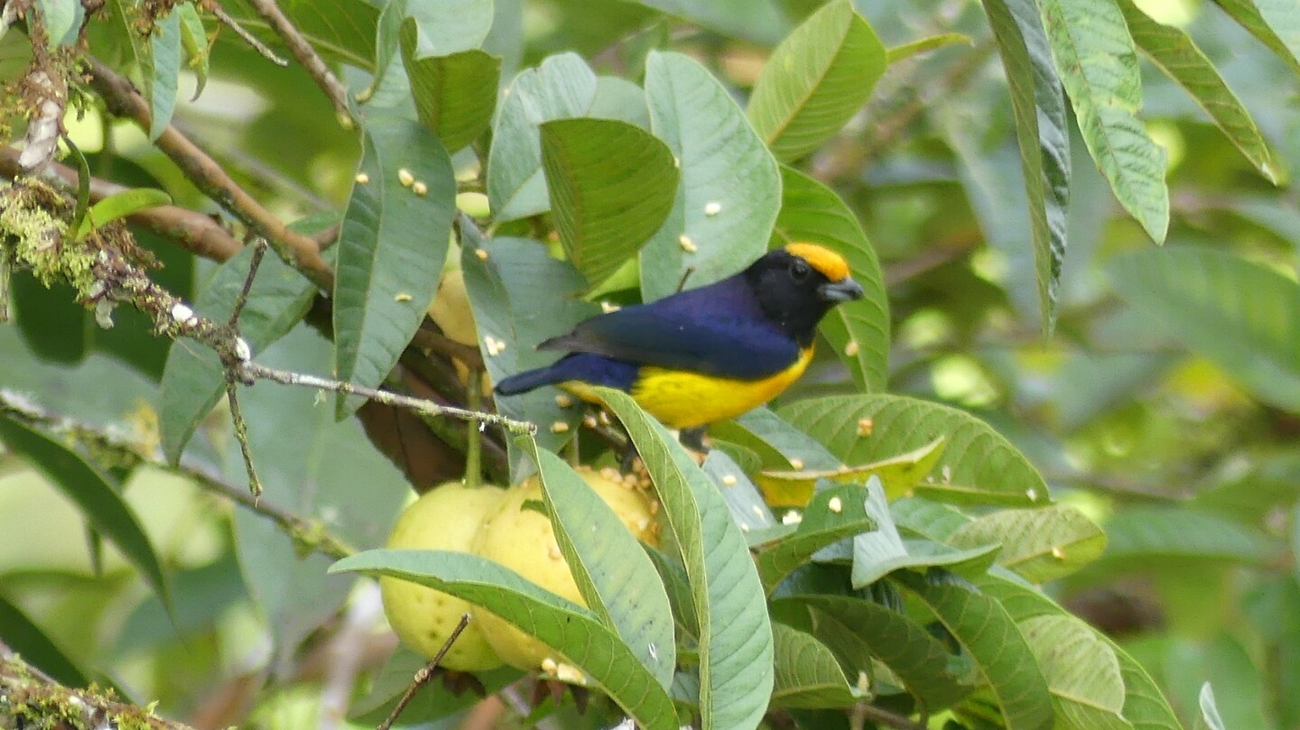vogel