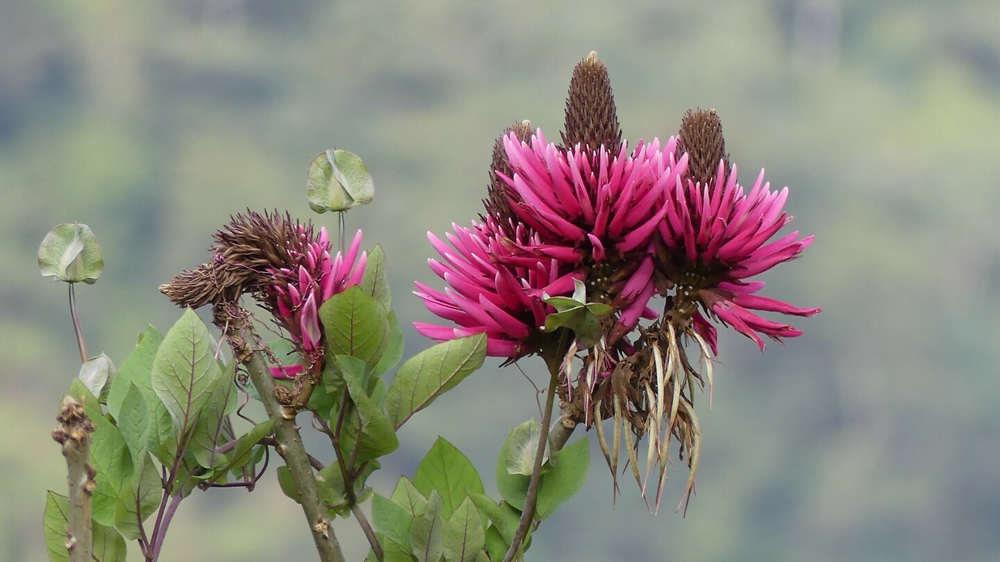 Bloem