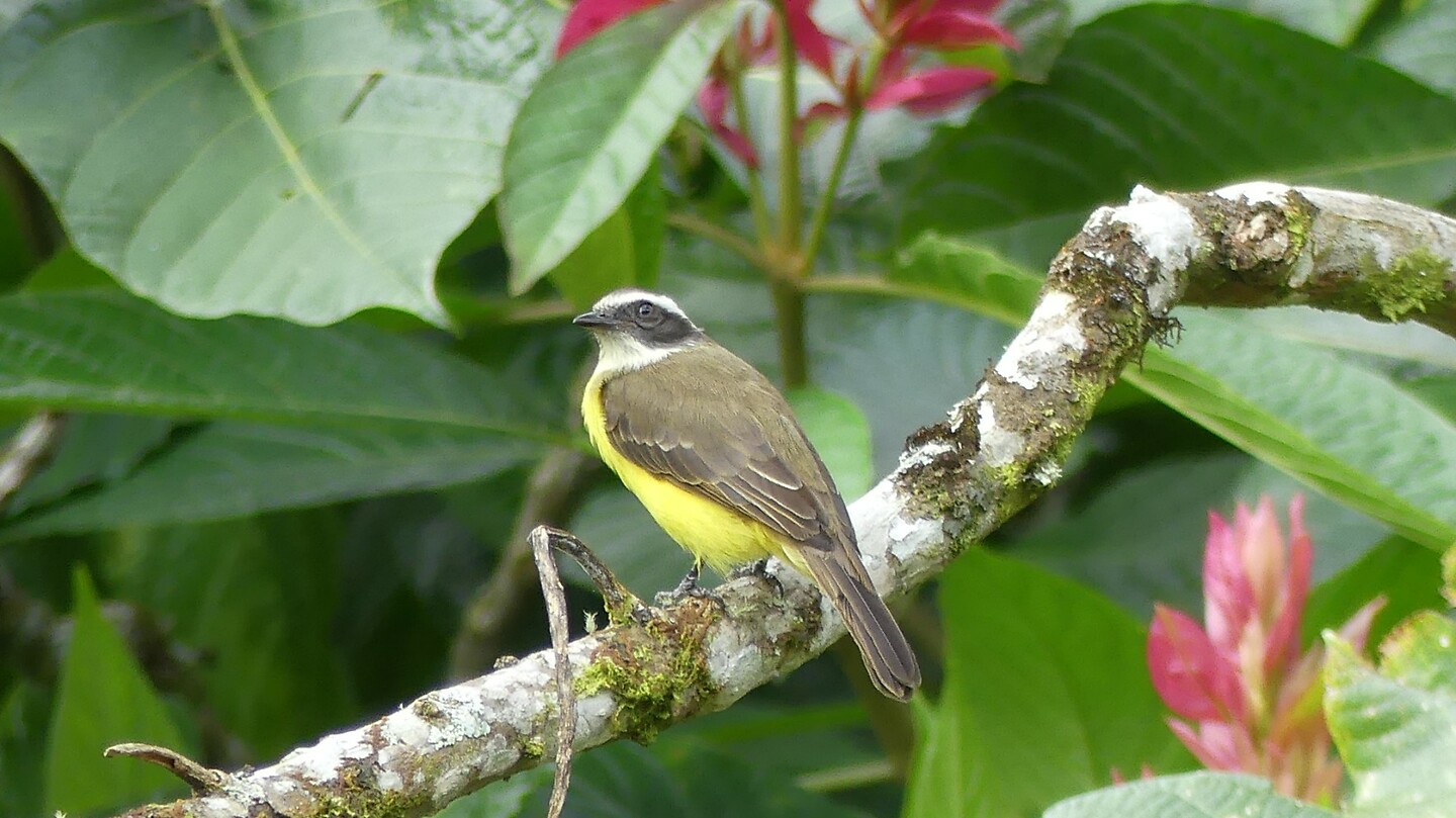 vogel