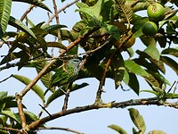 vogel