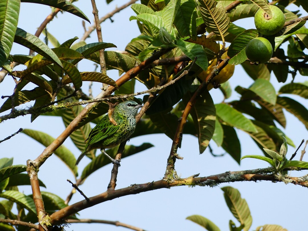 vogel