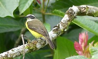 vogel