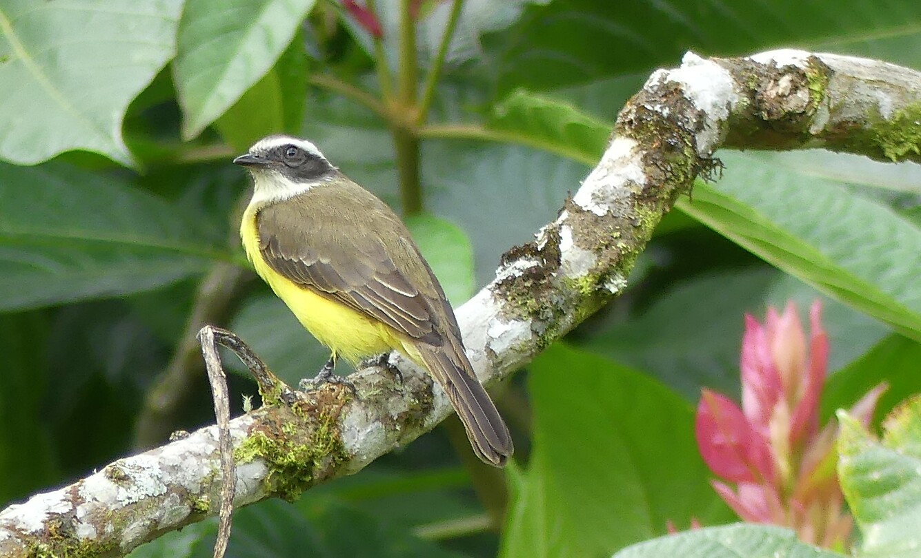 vogel