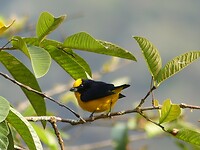 vogel