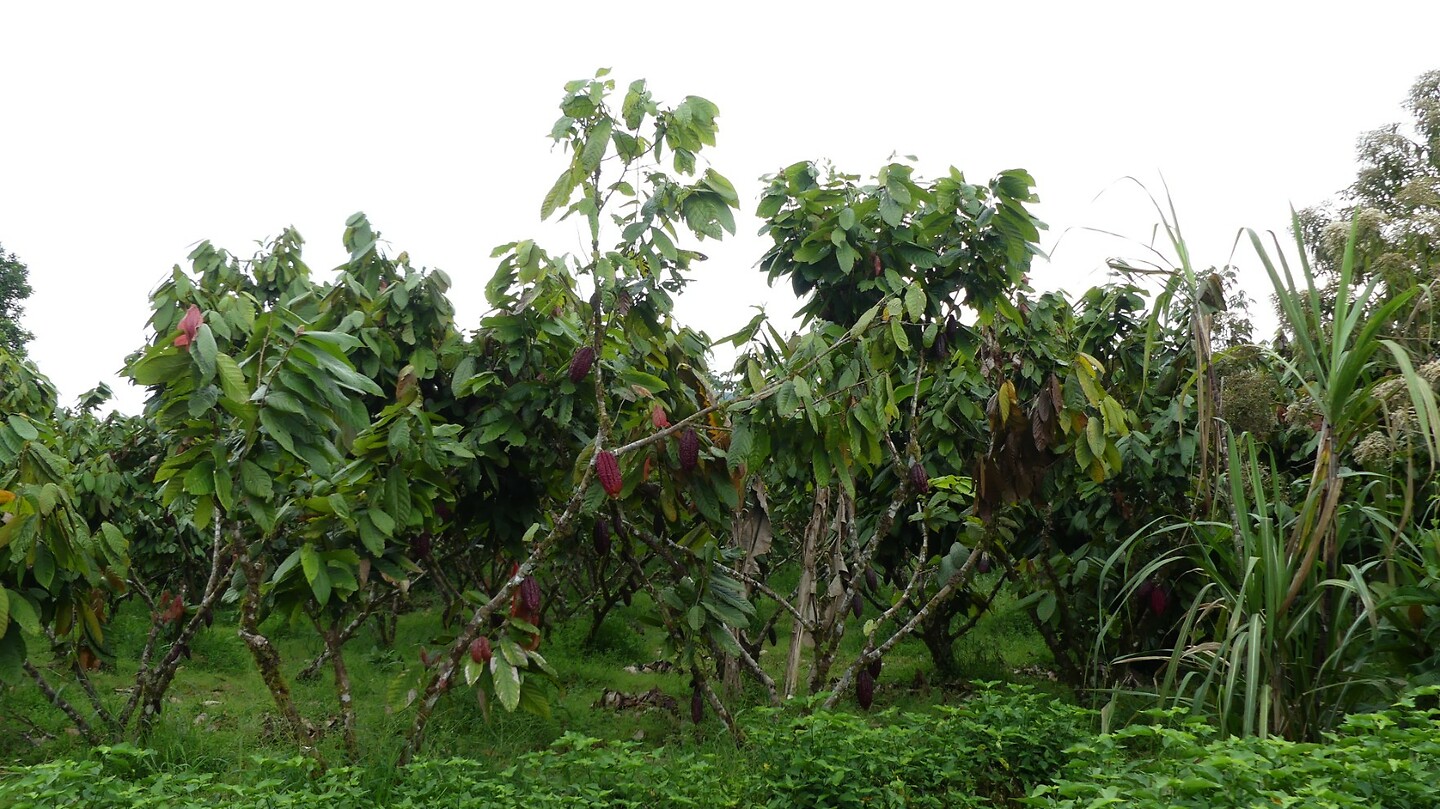 cacaoplantage