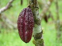 cacaovrucht