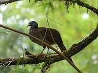 vogel