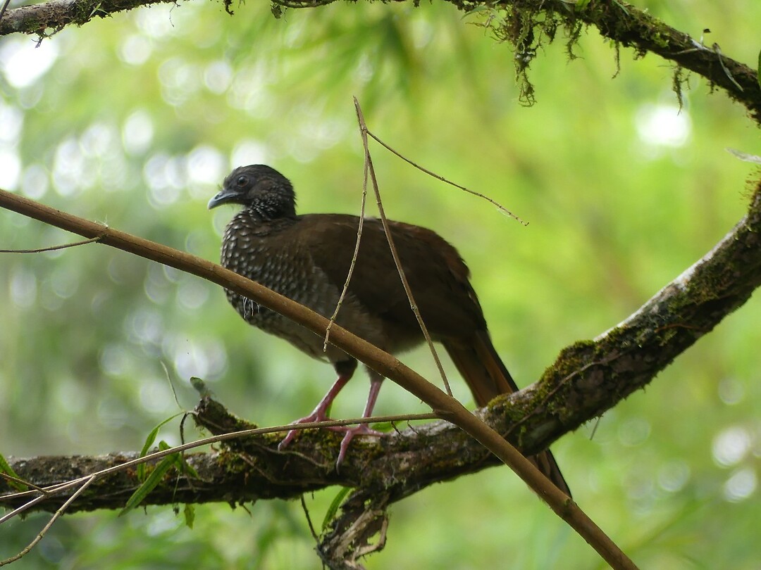 vogel