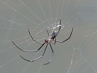 spin in web