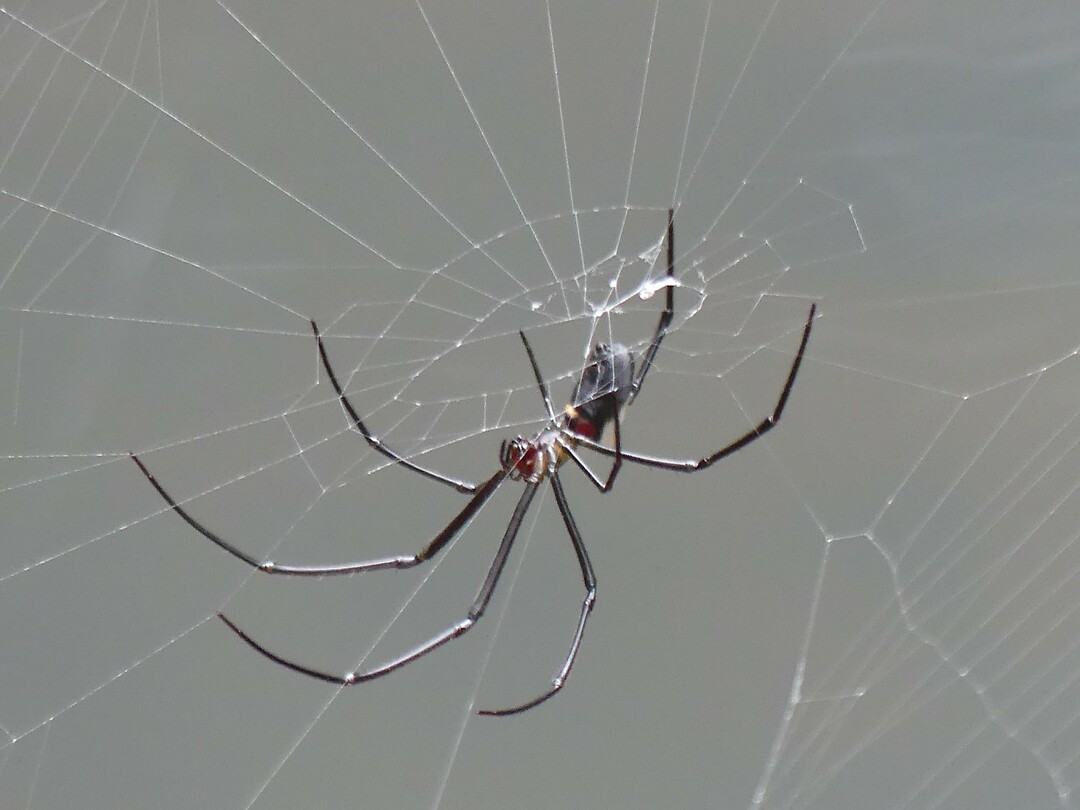 spin in web
