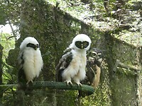 uiltjes in de dierentuin
