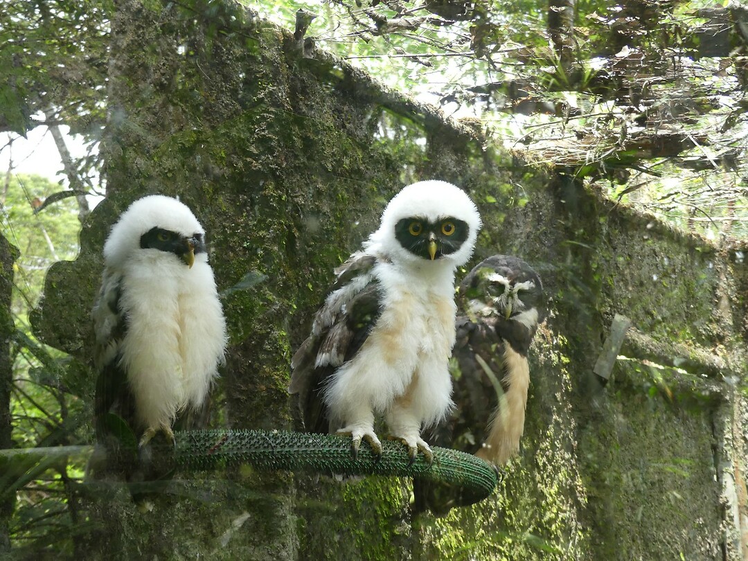 uiltjes in de dierentuin