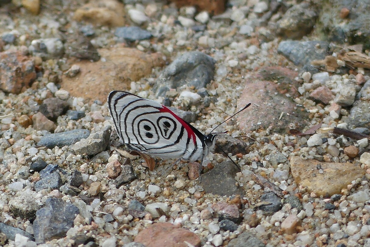 vlinder