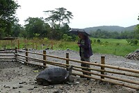 Reuzeschildpad in dierentuin