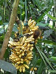 eekhoorn in bananentros