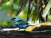 vogel