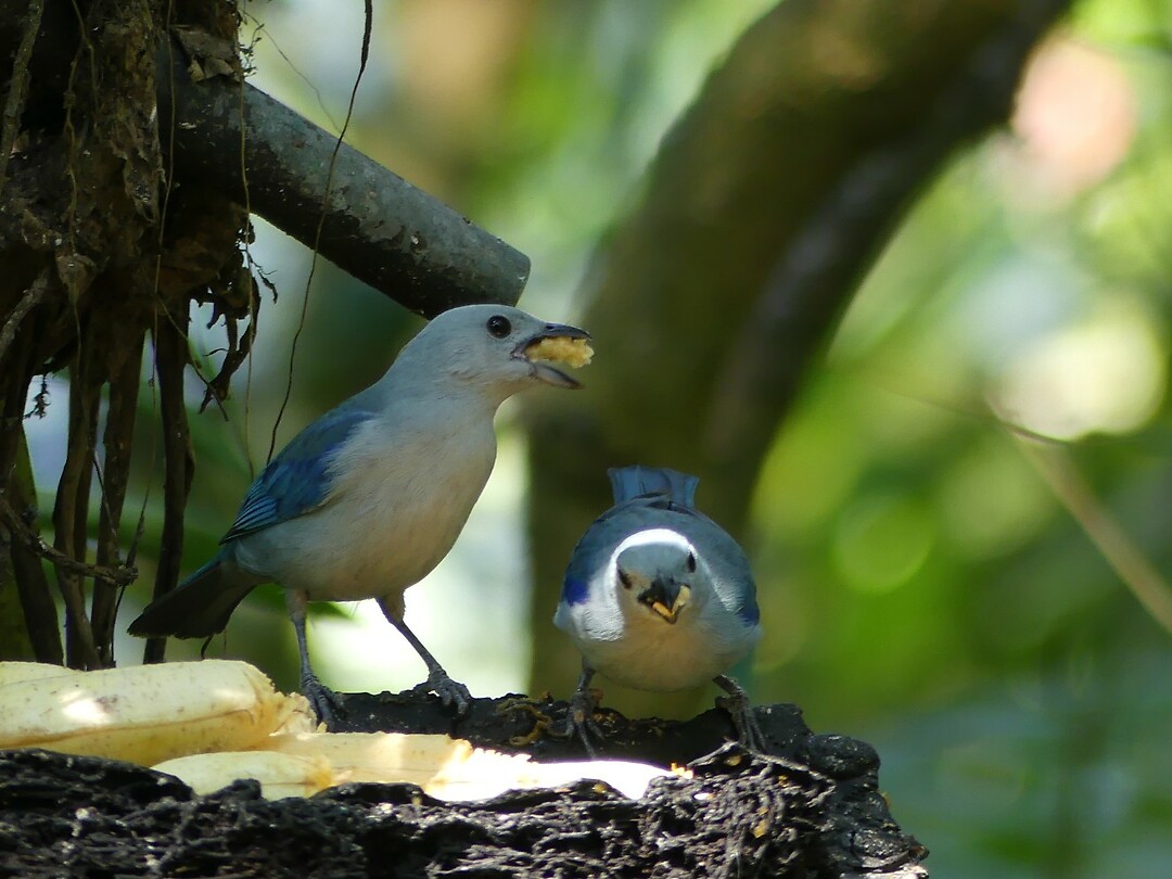 vogels