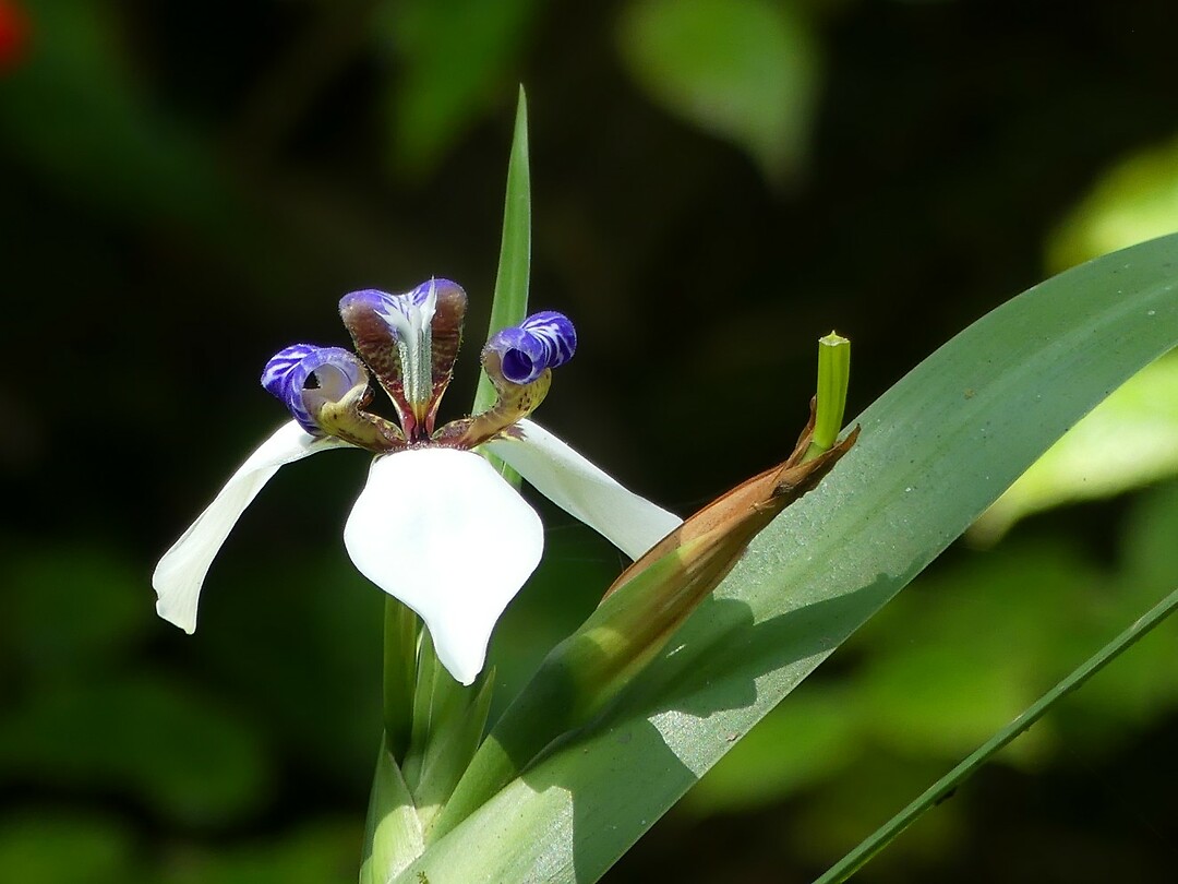 orchidee