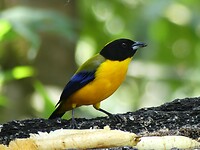 vogel
