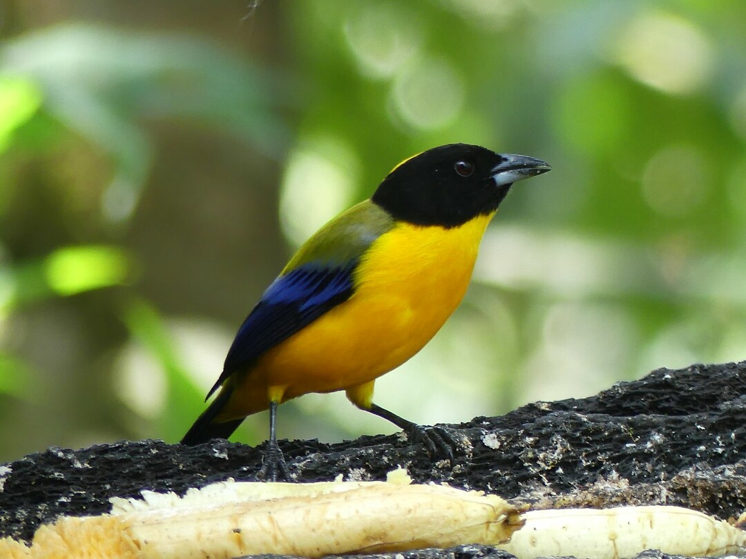 vogel