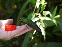 kolibrie drinkt uit je hand suikerwater
