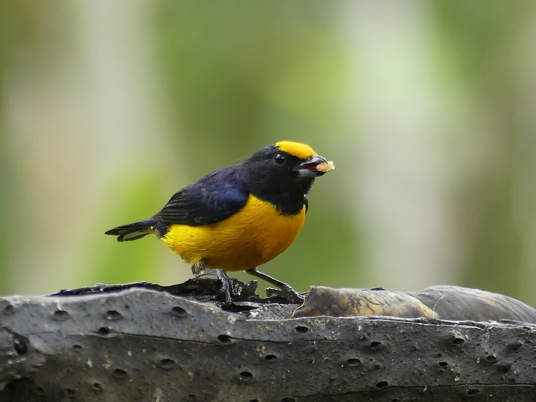 vogel