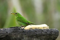 vogel